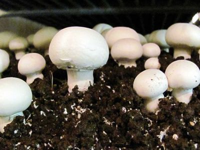 Why do some commercial button mushrooms require complete darkness?