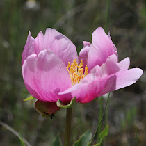 http://wild-flowers-of-europe.blogspot.nl/2015/05/paeonia-broteroi.html