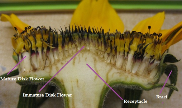 UBC Biology 210 Blog: Lab 9 - Angiosperm Reproduction