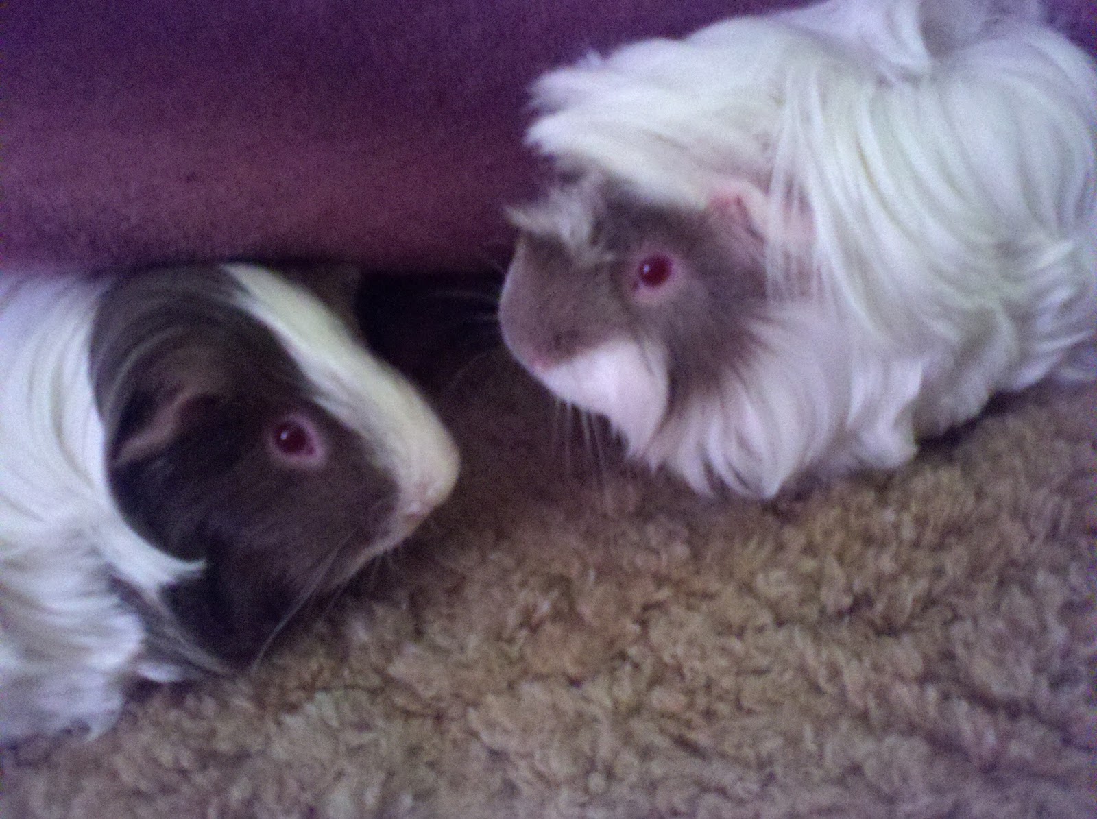 Undercover Guinea Pigs: Calendar 2013 Undercover Guinea Pigs: Calendar 2013