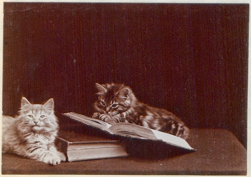 Vintage Photos of Adorable Kittens from 1902 Vintage Everyday