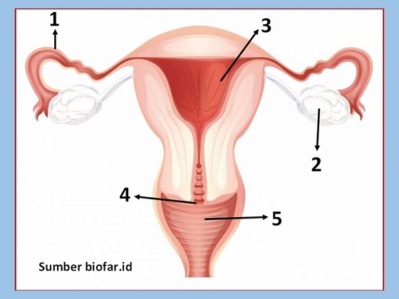 menunjukkan tempat terjadinya fertilisasi dan ovulasi