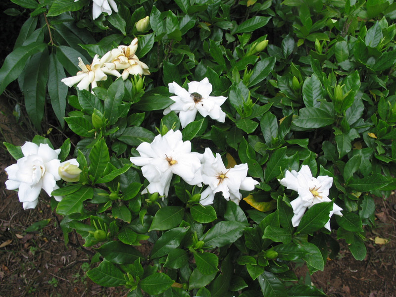 Peces y plantas ornamentales: Gardenia Jasminoides - Gardenia