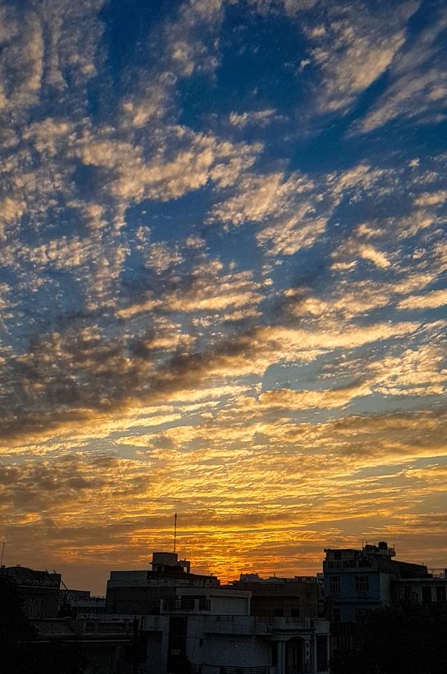 Jaipur Garden Plumeria Blooming season