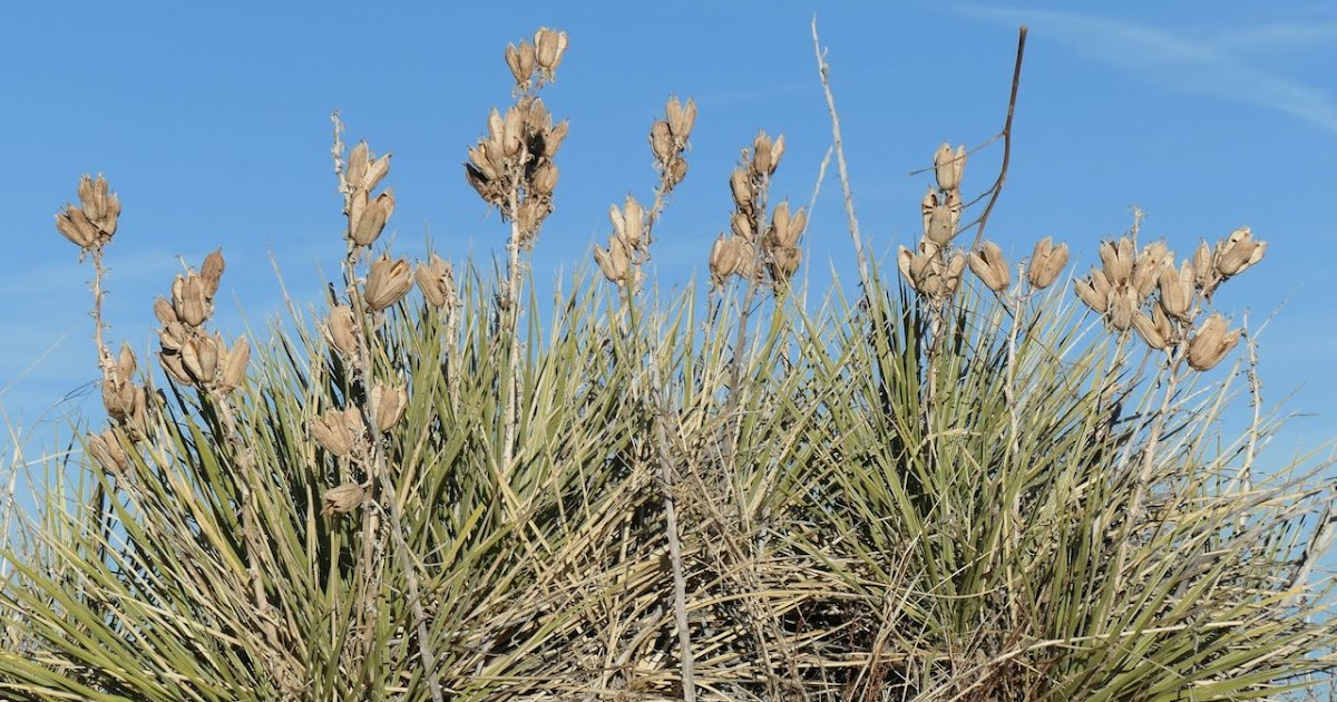 BeautifulNativePlants Oh, Yucca! A Plant for All Reasons