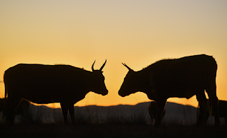 bull dream meaning bull dream symbolism