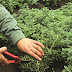 Με παρελθόν και μέλλον η αξιοποίηση βοτάνων και αρωματικών φυτών στο Ζαγόρι