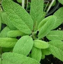 Tumbuhan Sage (Salvia Officinalis)