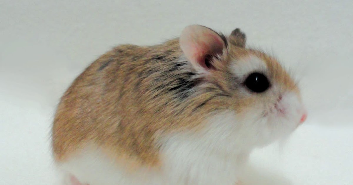 THF's Precious Pets Hamsters