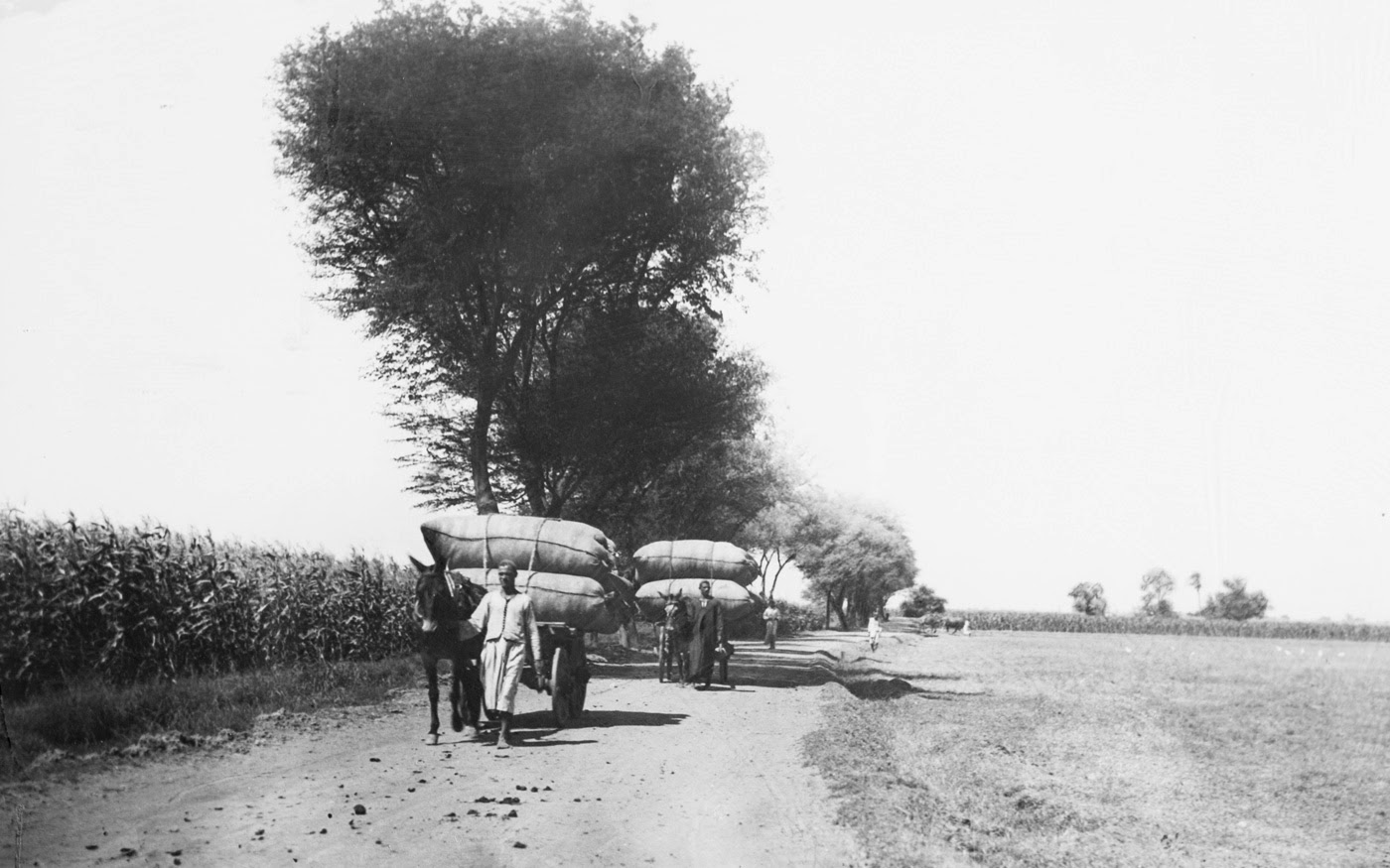 Empress Maria Theresa Cotton Textile Industry in 19th Century Egypt