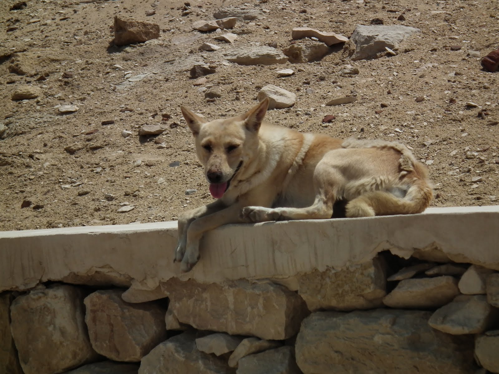 Hoppers Dogs Around the World by Susie