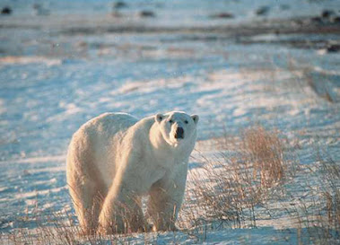 Most Polar Bears Gone By 2050, Studies Say.  (Link)