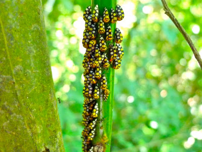 Little Things Insects Rududu's semitropical adventures: A multitude of small things