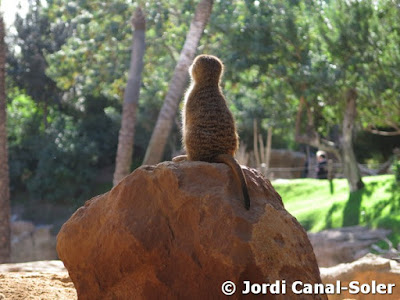 Suricata en Bioparc Valencia