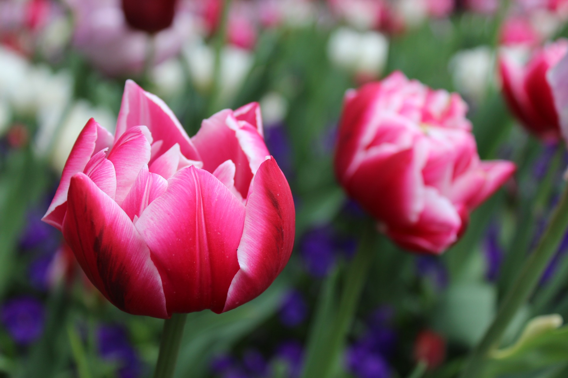 How to plant tulips from bulbs, Tips for growing tulip bulbs in flower pots