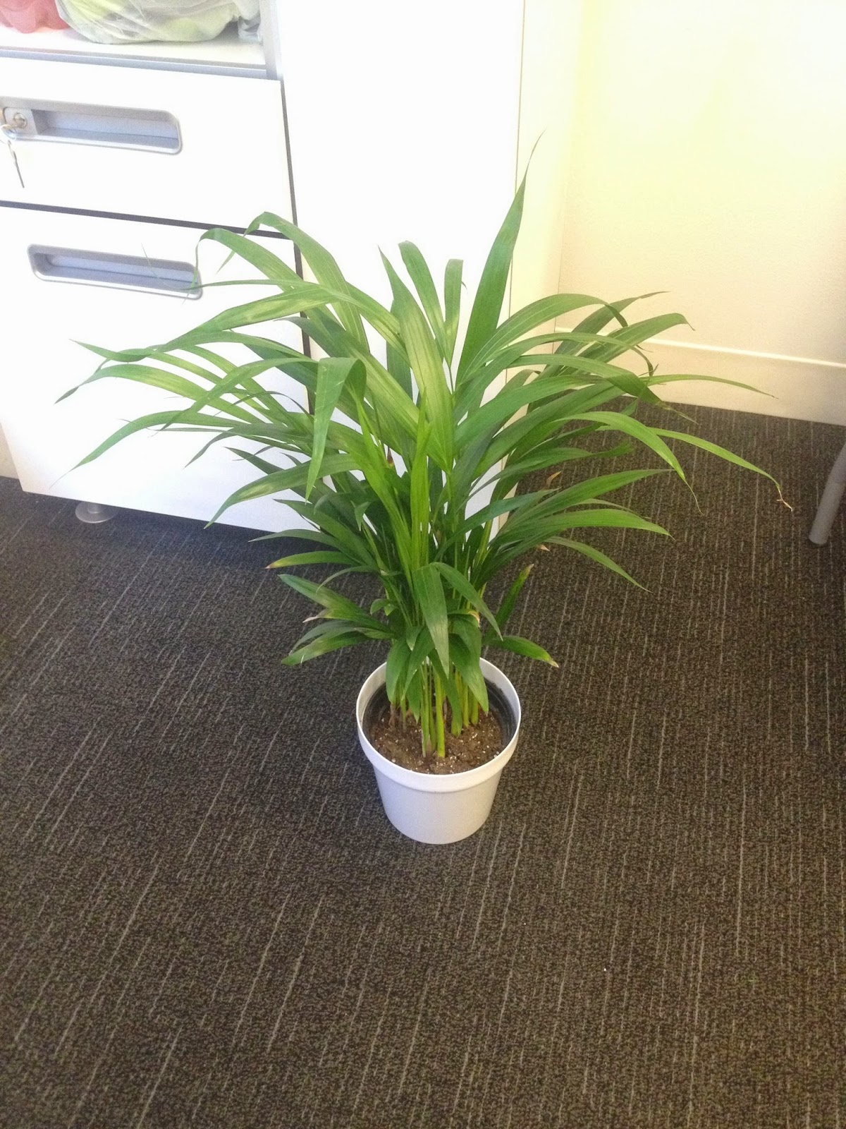 Areca Palm Chrysalidocarpus Lutescens Best Air Cleaning Plant 2