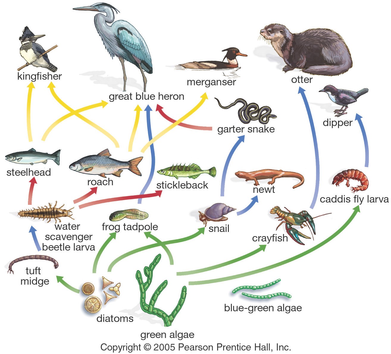 Цепочка питания. Пищевая цепь с выдрой. 10 цепей питания. Пищевая цепь картинки. 5 пищевых цепей.