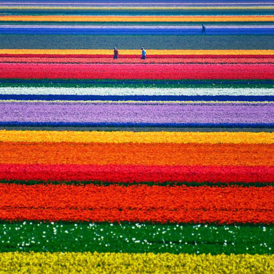 Crisis Pictures: Dutch tulip mania