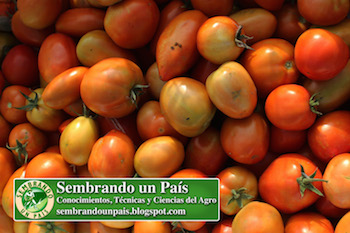 contenido nutricional del tomate