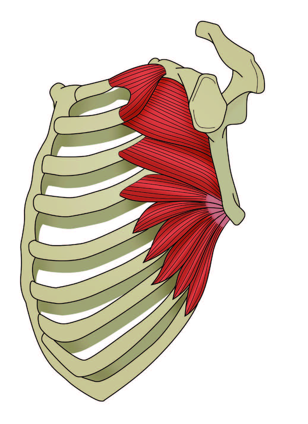 Serratus Anterior Diagram serratus-anterior-diagram