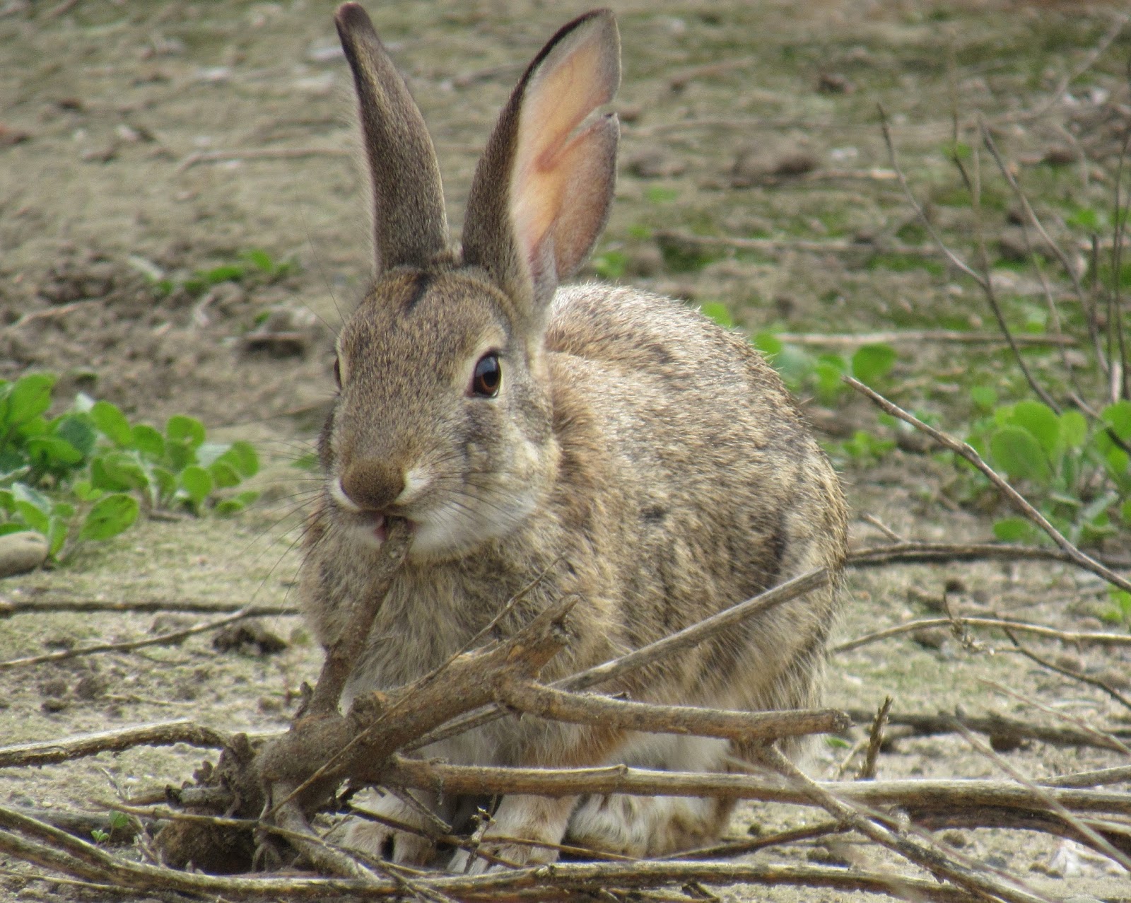 Desert Cottontail