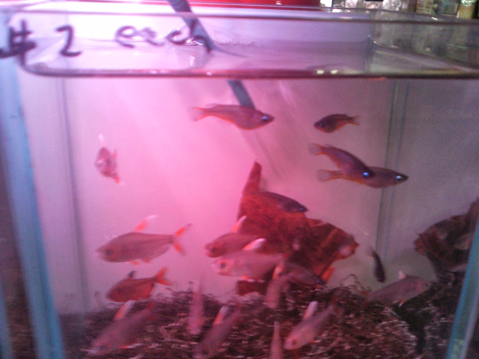 Tropical Fisher Man Fish Tanks And Aquarium CRS C328 Clementi Florist