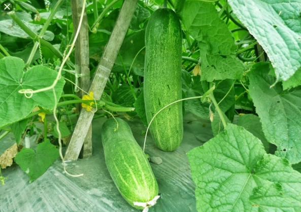 Arti Mimpi Ketemu Telur Bebek Menurut Primbon Jawa, Pendapat Ulama