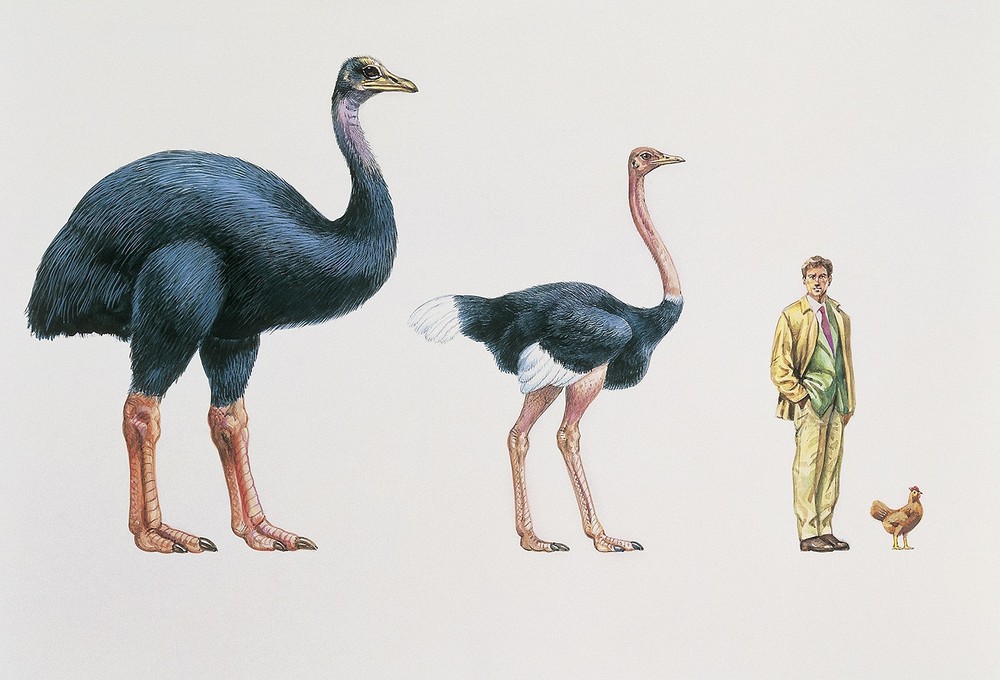 Elephant Bird