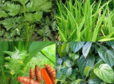 Mengenal 40 Jenis Tanaman Obat Keluarga Dan Manfaatnya Bagian Pertama Kamangkaranews