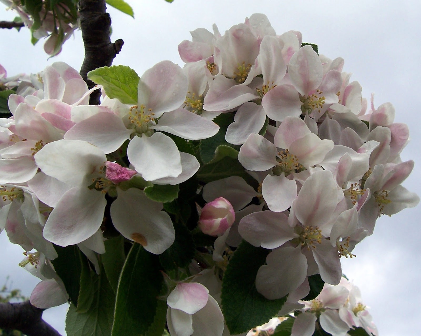 MiKo Bonsai Apple Blossom