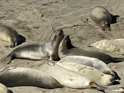 juvenile male elephant seals jousting at Piedras Blancas Elephant Seal Rookery overlook in San Simeon, California