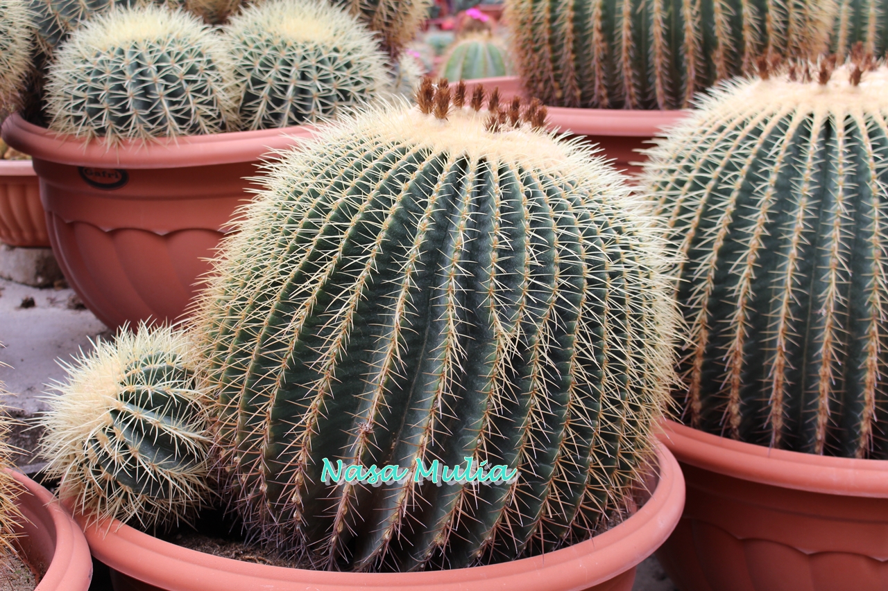 warna warni hidupku..............: Kaktus dan kroninya....