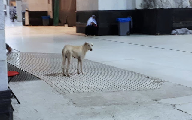 Video: Anjing Liar Berkeliaran di Sekitar Masjidil Haram