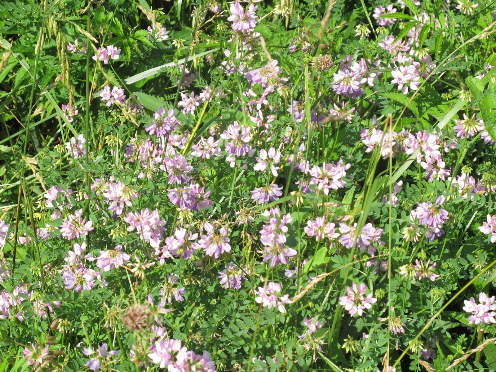Blue Jay Barrens: Invasive Control - Crown Vetch