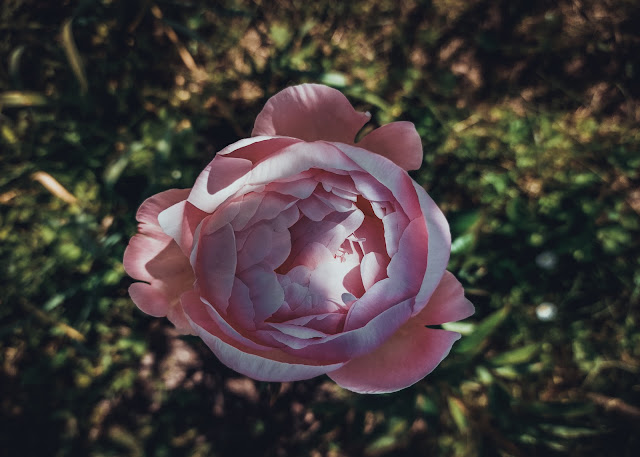 roza peonija mrs f roosvelt