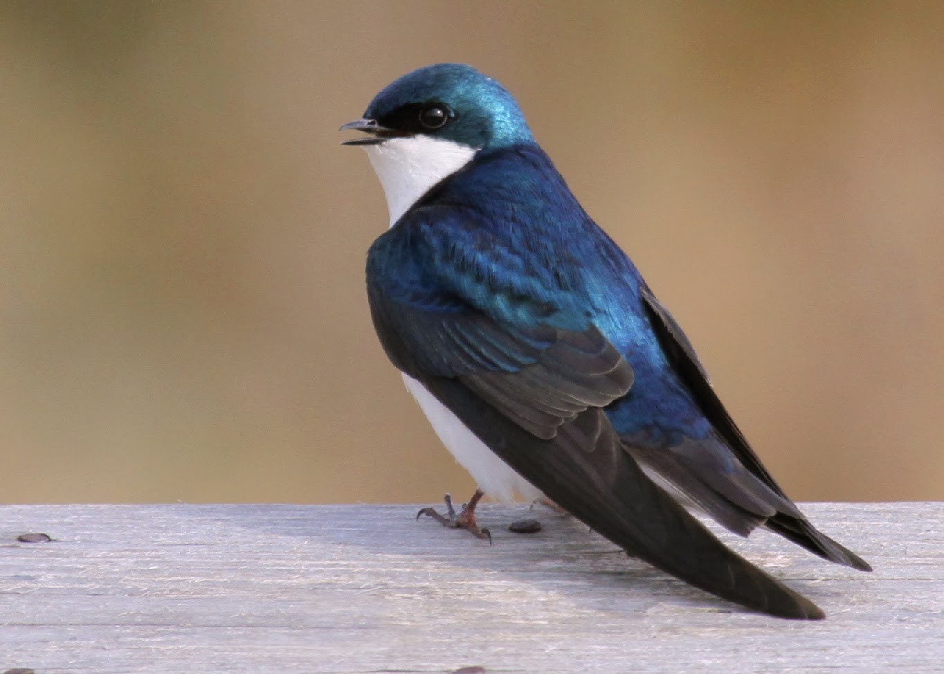World Beautiful Birds Tree Swallows Birds Facts & Latest Pictures