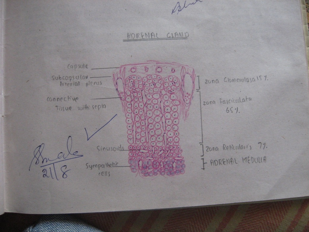 Medical Education for Students Histology Diagrams for M.B;B.S students