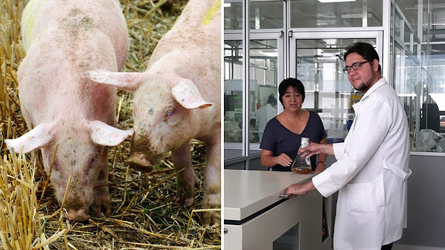 Desarrollan en la BUAP vacuna contra virus porcino