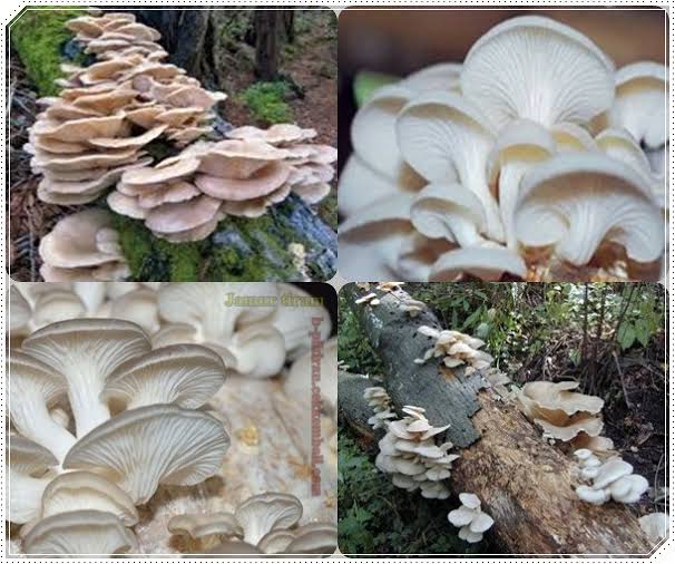 Resep Masakan Enak dan Lezat Konsumsi Jamur Pangan, Alternatif Sumber Pangan Nasional Yang