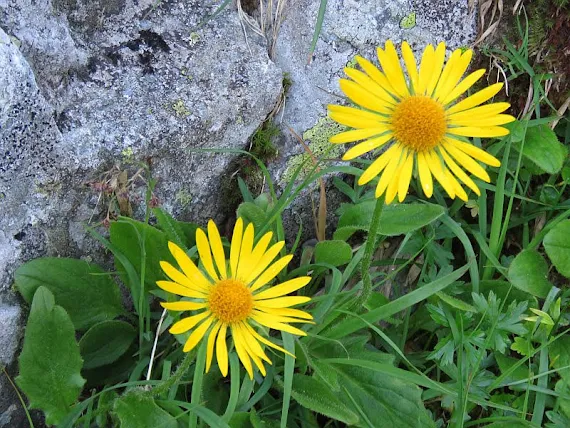 Omieg górski (Doronicum austriacum Jacq.)