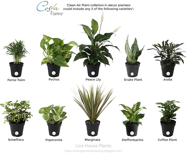 Evergreen Tree planting Best Live House Plants for Clean AirLarge White Indoor Planter