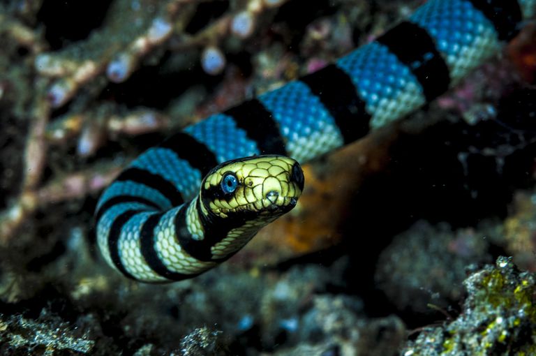Reptiles marinos (I). Las serpientes marinas.