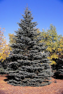 Blue spruce (public domain photo)