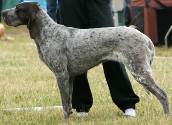 perdiguero de burgos, burgalese pointer, burgos pointer dog, about burgos pointer dog, burgos pointer dog appearance, burgos pointer dog behavior, burgos pointer dog color, caring burgos pointer dog, burgos pointer dog characteristics, burgos pointer dog facts, feeding burgos pointer dog, burgos pointer dog history, burgos pointer dog origin, burgos pointer dog temperament, burgos pointer dog lifespan, burgos pointer dog as pets, burgos pointer dog uses