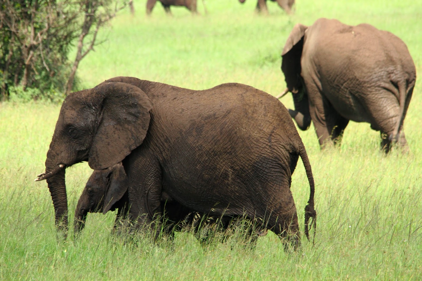 VER ELEFANTES NO SERENGETI - Os gigantes africanos no Serengeti | Tanzânia
