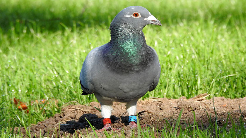 Homing Pigeon, racing pigeons, carrier pigeon