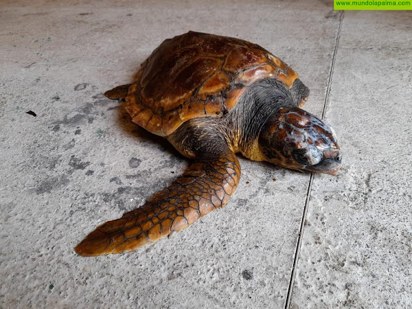 Medio Ambiente rescata una tortuga varada en la playa de Los Guirres