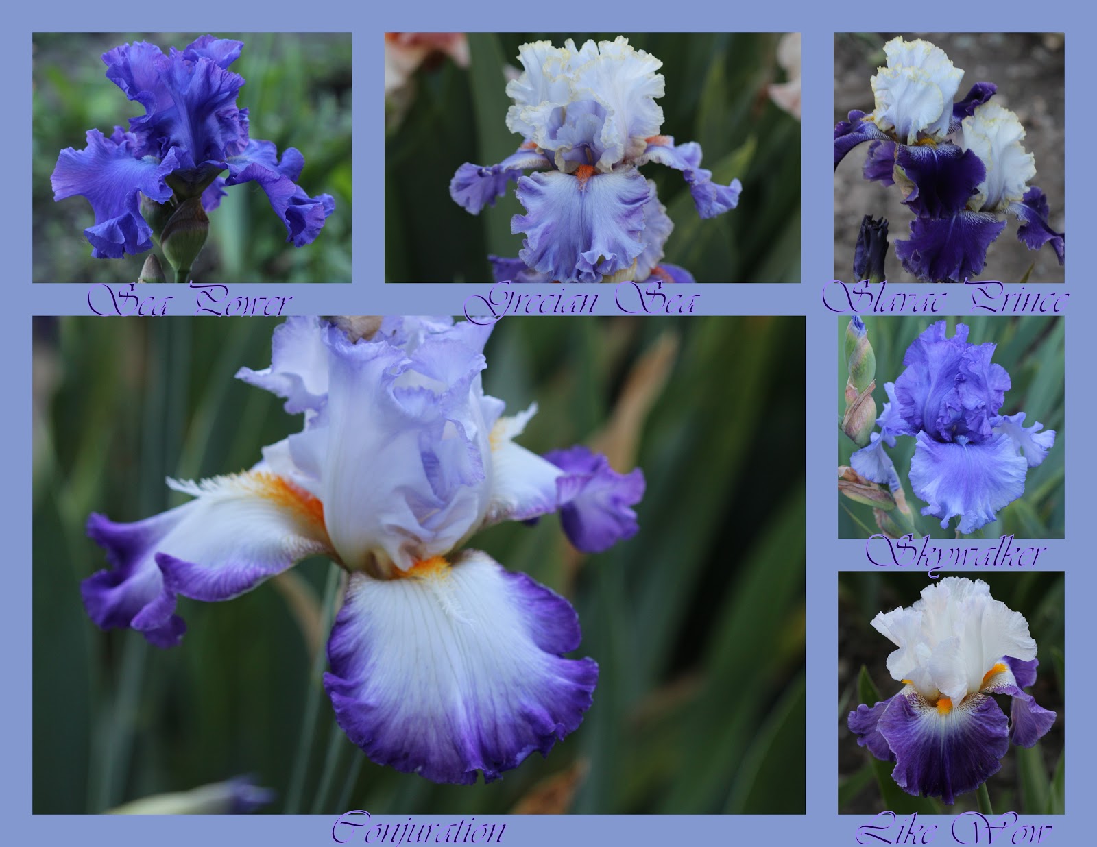 World of Irises Photomontages of our 2016 Tall Bearded Irises