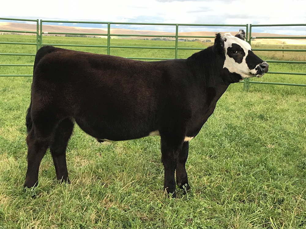 RCC Blog JS Angus & Club Calves Online Sale