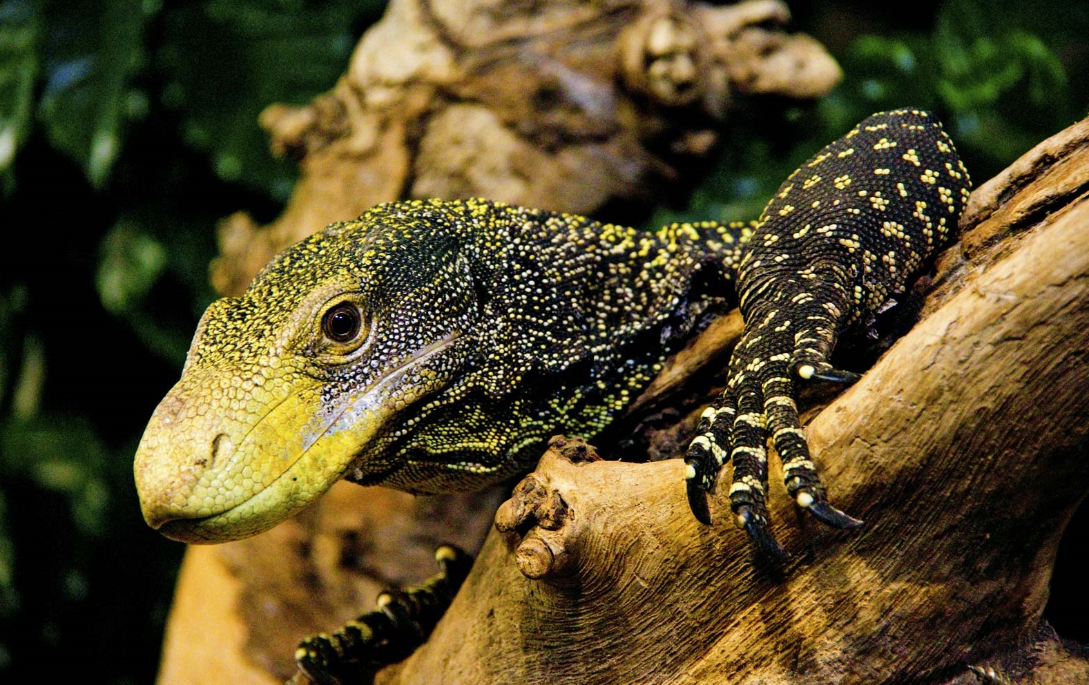 Crocodile Monitor Lizard Facts Are Crocodile Monitors Venomous crocodile-monitor-lizard-facts-are-crocodile-monitors-venomous